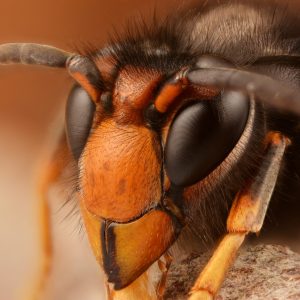 Vespa velutina male

Schneider Kreuznach Componon 28 mm f/4 at f/4 reversed on extension tubes
Focus stack of 126 pictures


Focus stack of 126 pictures assembled by 12 slabs of 12 pictures with 1 overlapping picture(s) (last slab : 5 pictures)
Pictures merged into the slabs with the following enfuse options :
--verbose=6 -m 400 --exposure-weight=0 --saturation-weight=0 --contrast-weight=1 --hard-mask --contrast-window-size=5
Slabs merged into the master file with the following enfuse options :
--verbose=6 -m 400 --exposure-weight=0 --saturation-weight=0 --contrast-weight=1 --hard-mask --contrast-window-size=80